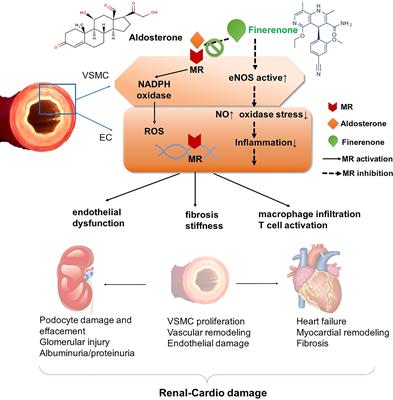 Cardiovascular-renal protective effect and molecular mechanism of finerenone in type 2 diabetic mellitus